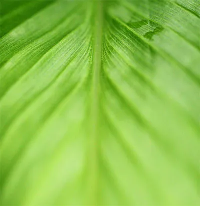 close-up of green leaf